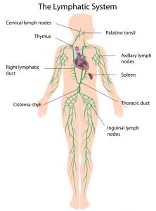 The lymphatic system labeled, eps10